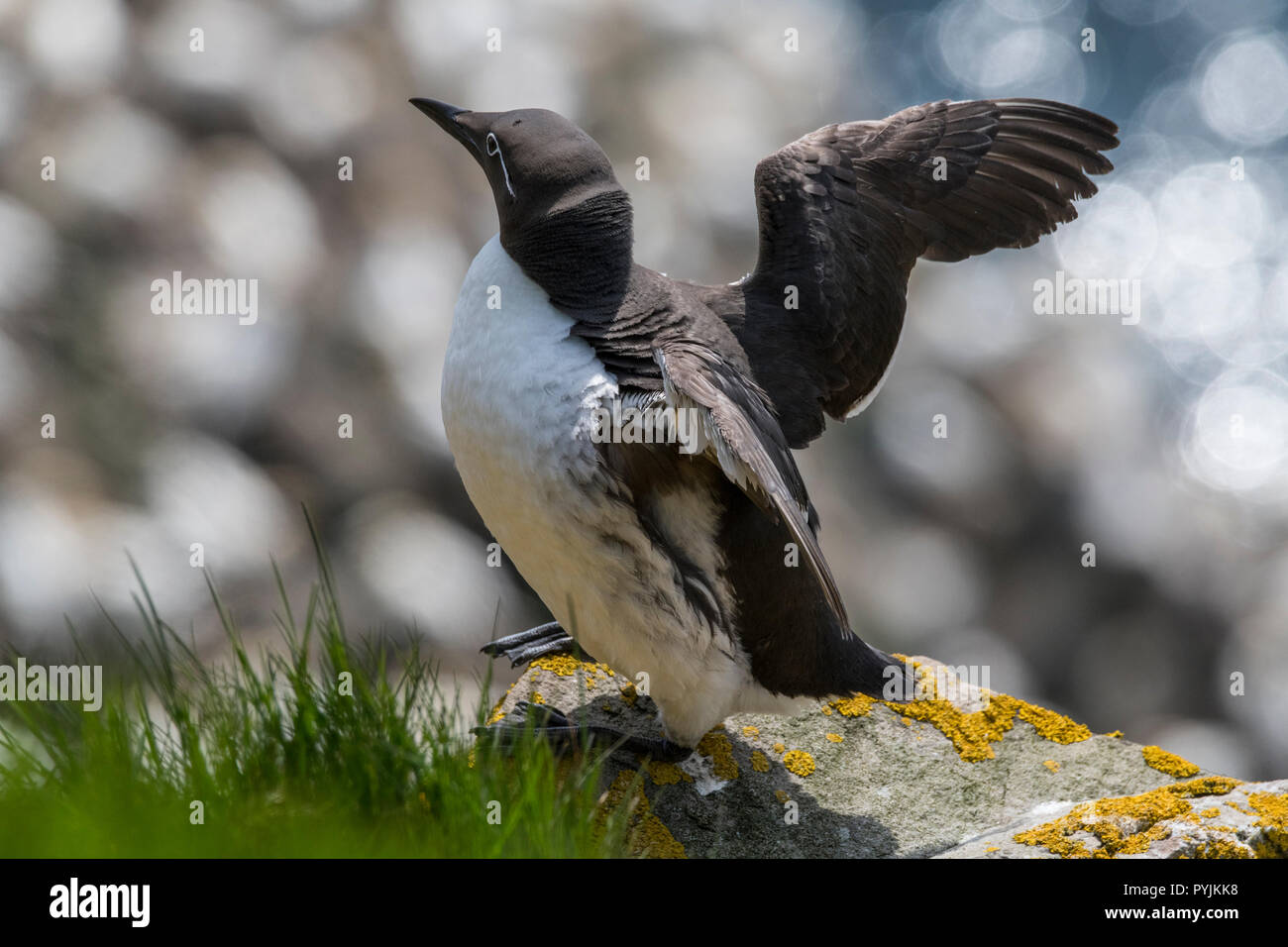 Murre Comune di Cape Santa Maria della riserva ecologica, nesting su rocce sulla faccia della scogliera. Foto Stock