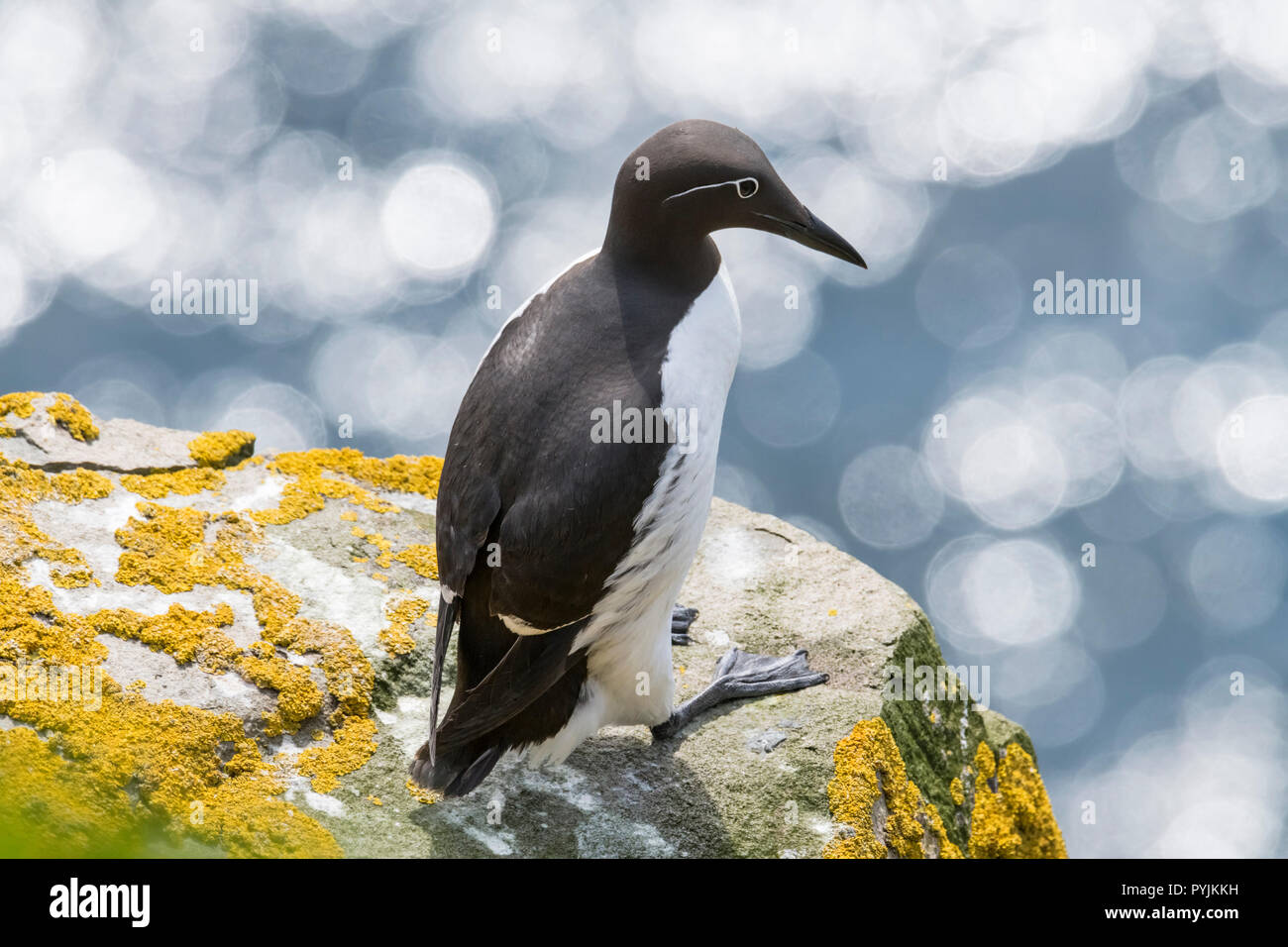 Murre Comune di Cape Santa Maria della riserva ecologica, nesting su rocce sulla faccia della scogliera. Foto Stock