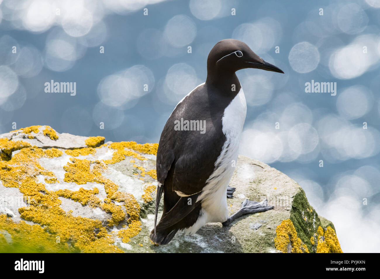 Murre Comune di Cape Santa Maria della riserva ecologica, nesting su rocce sulla faccia della scogliera. Foto Stock