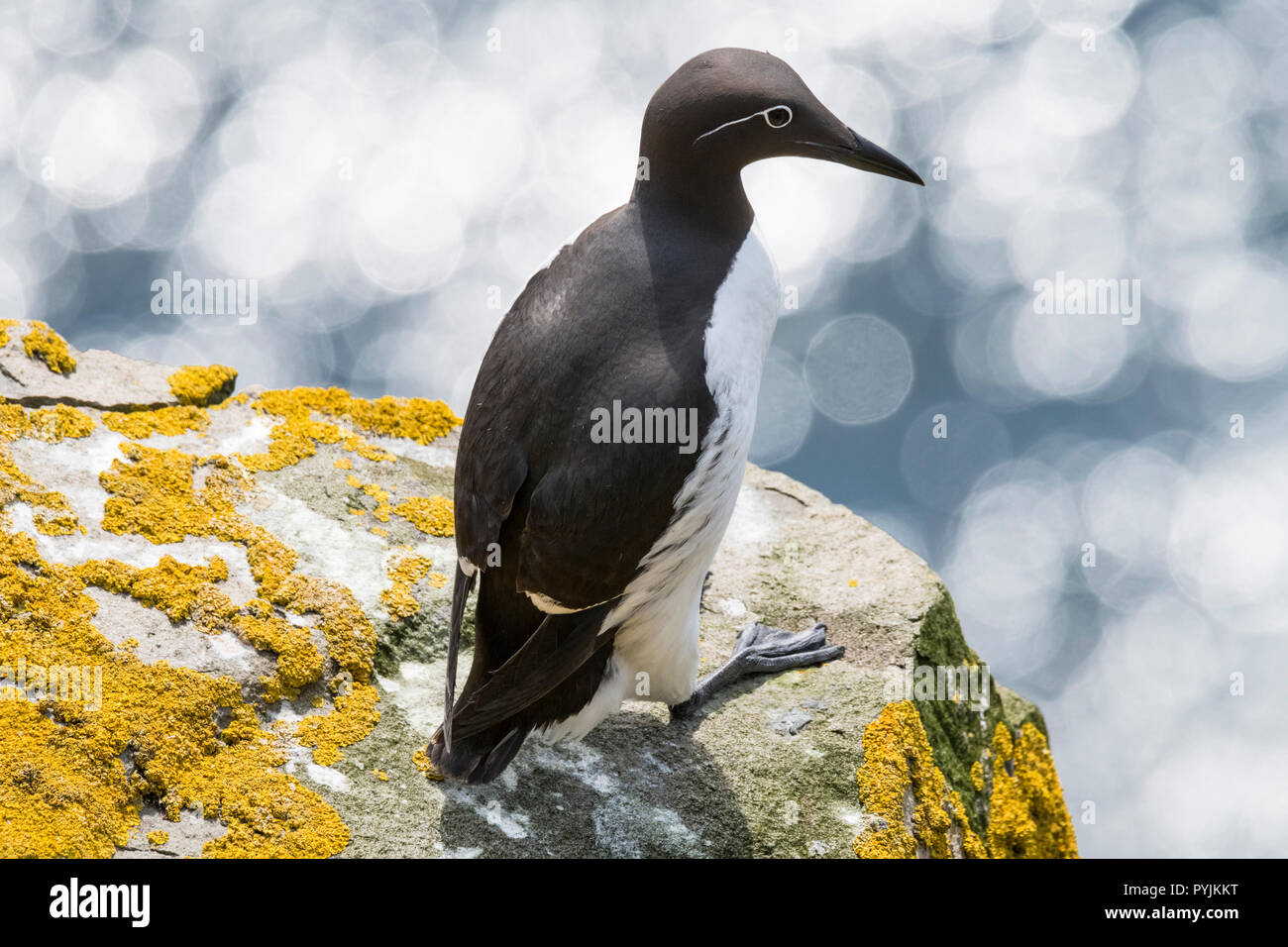 Murre Comune di Cape Santa Maria della riserva ecologica, nesting su rocce sulla faccia della scogliera. Foto Stock