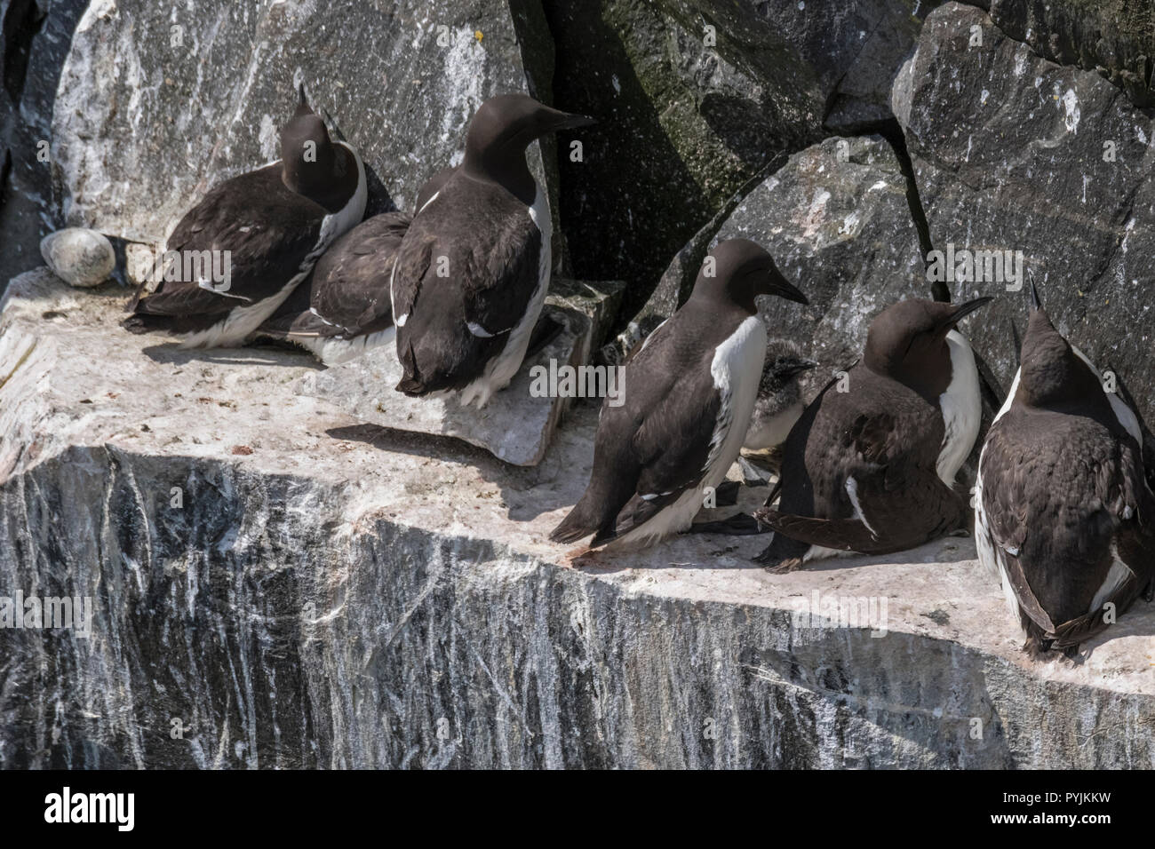Murre Comune di Cape Santa Maria della riserva ecologica, nesting su rocce sulla faccia della scogliera. Foto Stock