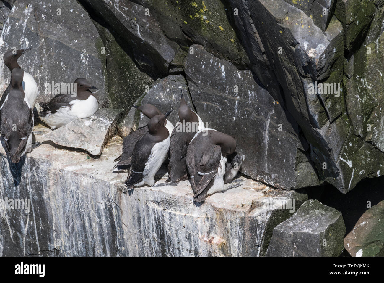 Murre Comune di Cape Santa Maria della riserva ecologica, nesting su rocce sulla faccia della scogliera. Foto Stock