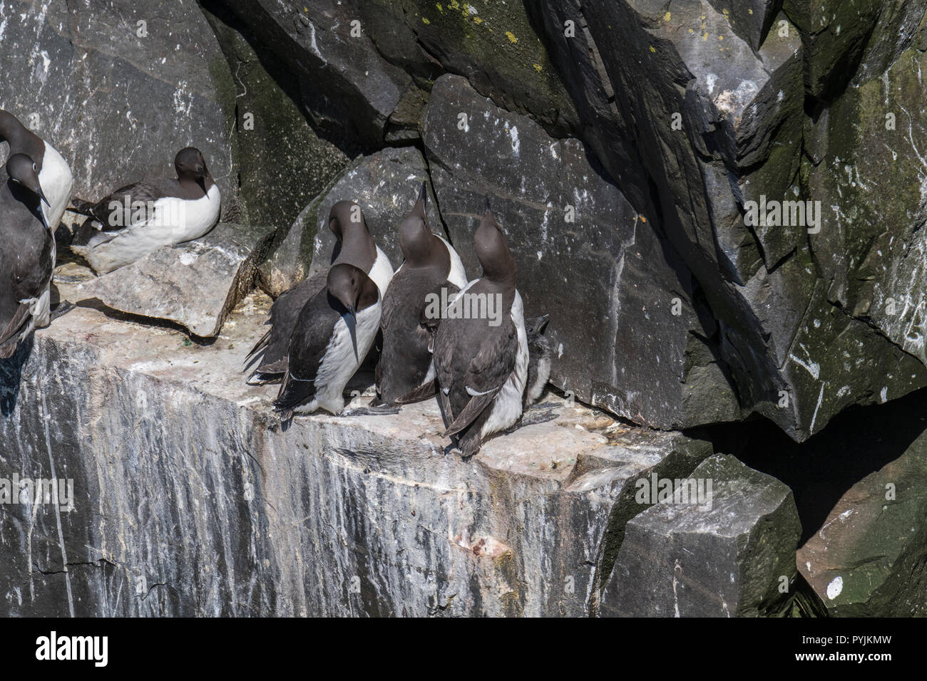 Murre Comune di Cape Santa Maria della riserva ecologica, nesting su rocce sulla faccia della scogliera. Foto Stock