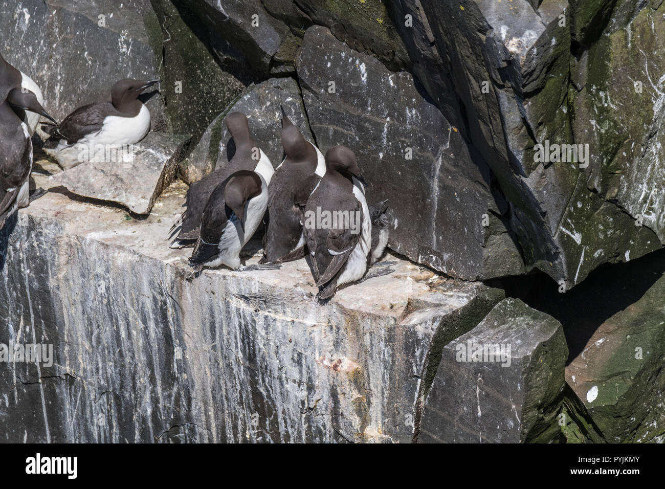 Murre Comune di Cape Santa Maria della riserva ecologica, nesting su rocce sulla faccia della scogliera. Foto Stock