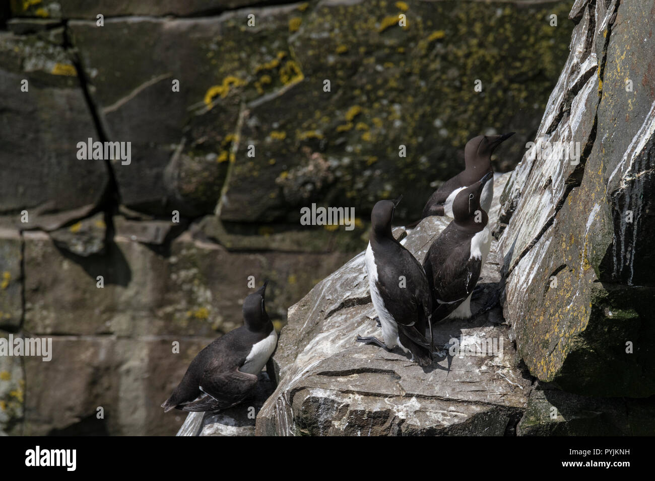 Murre Comune di Cape Santa Maria della riserva ecologica, nesting su rocce sulla faccia della scogliera. Foto Stock