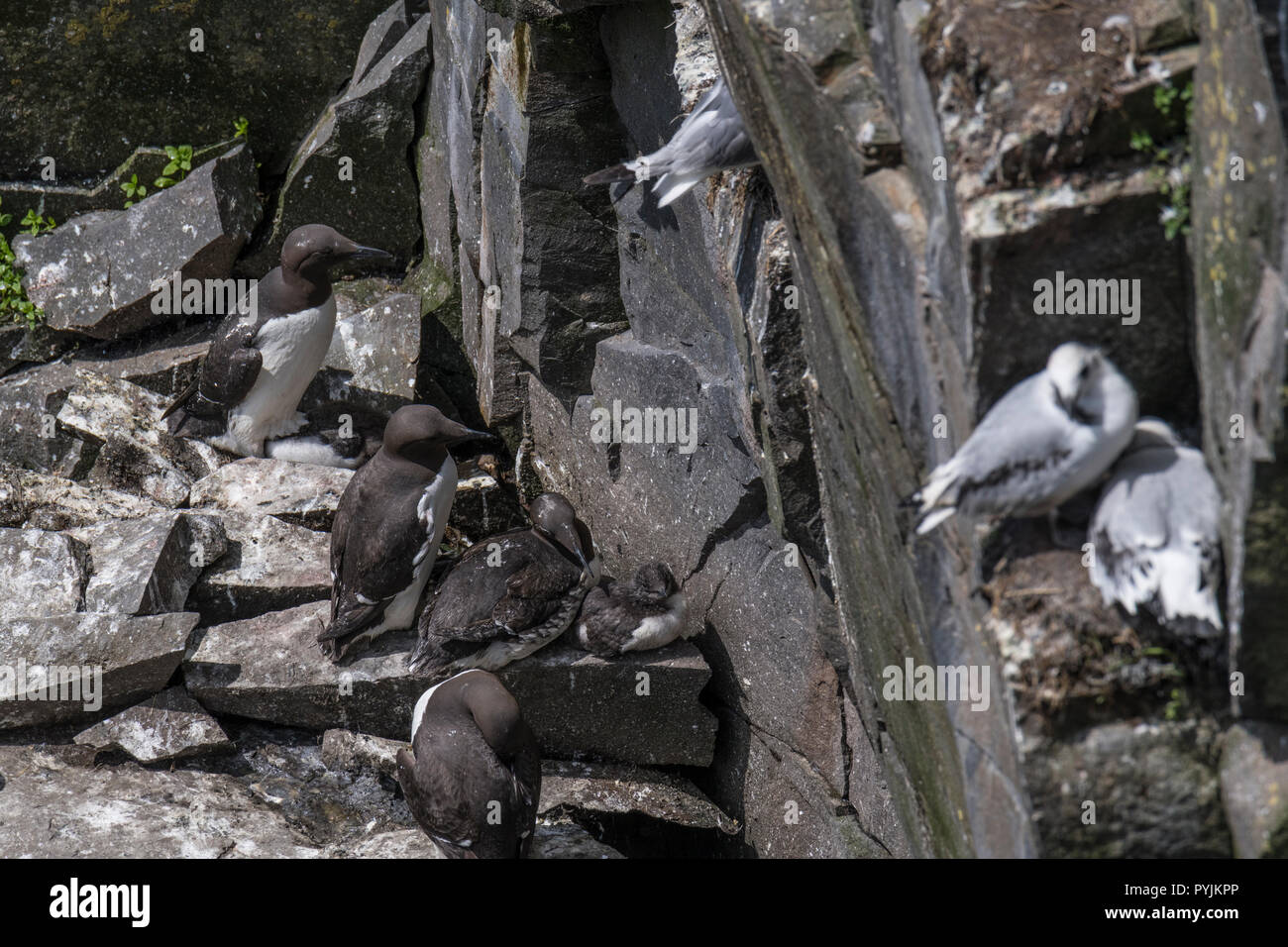 Murre Comune di Cape Santa Maria della riserva ecologica, nesting su rocce sulla faccia della scogliera. Foto Stock