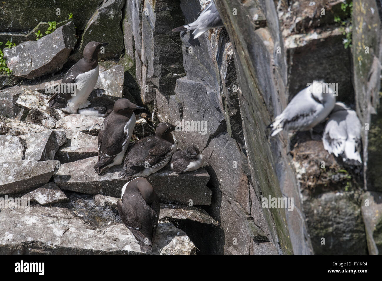 Murre Comune di Cape Santa Maria della riserva ecologica, nesting su rocce sulla faccia della scogliera. Foto Stock