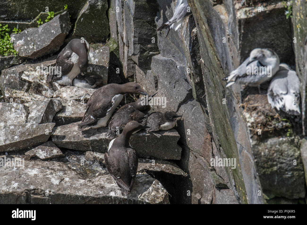 Murre Comune di Cape Santa Maria della riserva ecologica, nesting su rocce sulla faccia della scogliera. Foto Stock