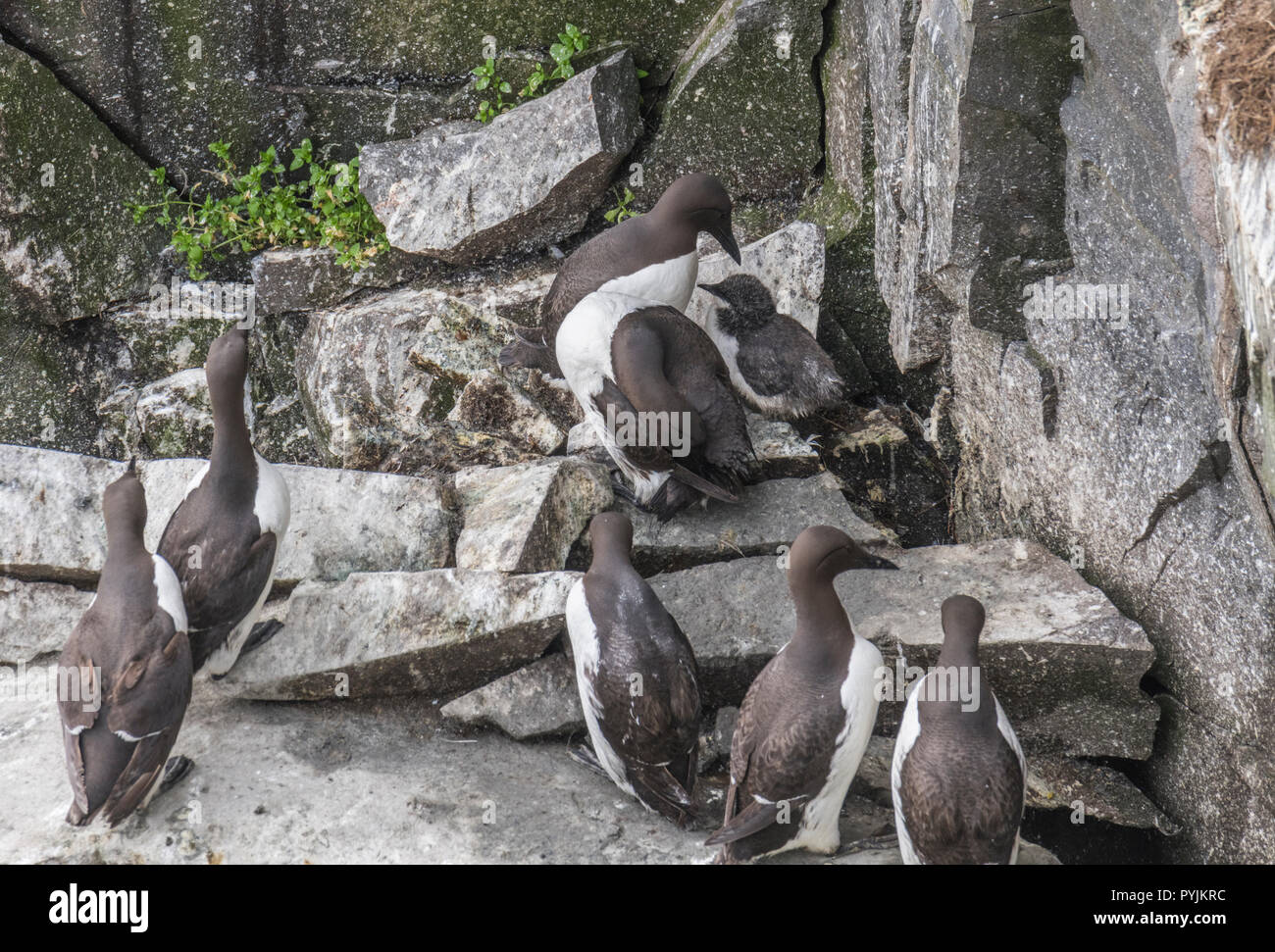 Murre Comune di Cape Santa Maria della riserva ecologica, nesting su rocce sulla faccia della scogliera. Foto Stock