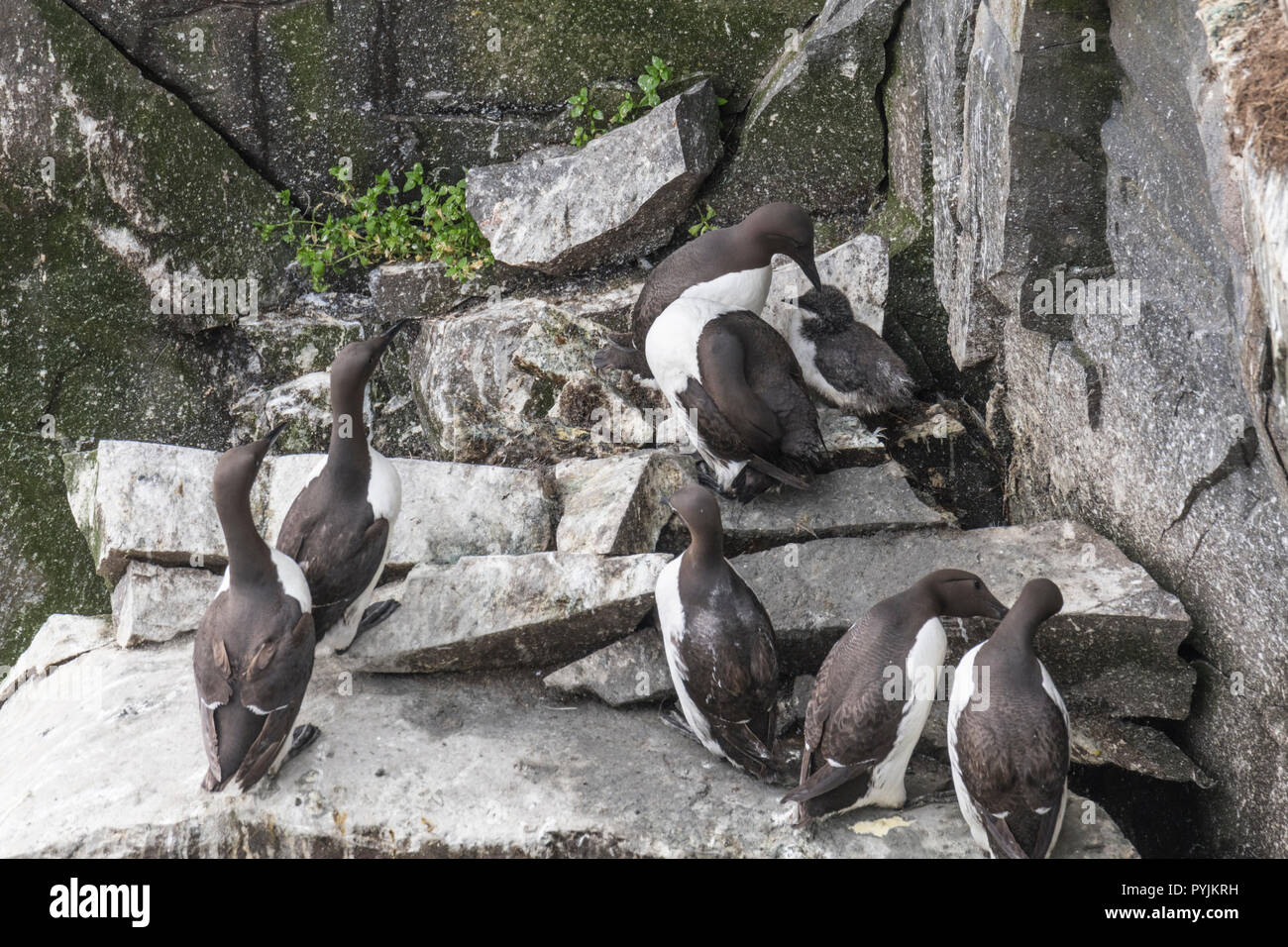 Murre Comune di Cape Santa Maria della riserva ecologica, nesting su rocce sulla faccia della scogliera. Foto Stock