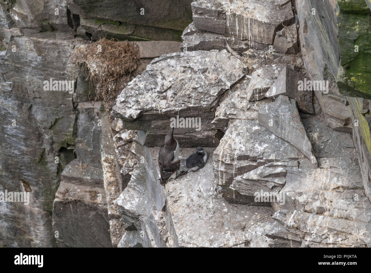 Murre Comune di Cape Santa Maria della riserva ecologica, nesting su rocce sulla faccia della scogliera. Foto Stock
