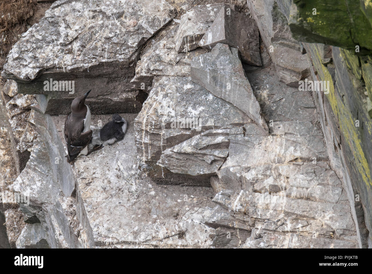Murre Comune di Cape Santa Maria della riserva ecologica, nesting su rocce sulla faccia della scogliera. Foto Stock