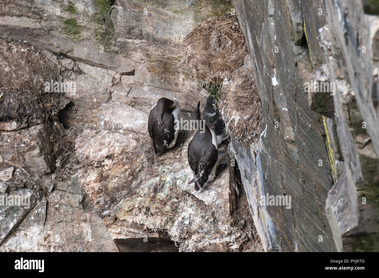 Murre Comune di Cape Santa Maria della riserva ecologica, nesting su rocce sulla faccia della scogliera. Foto Stock