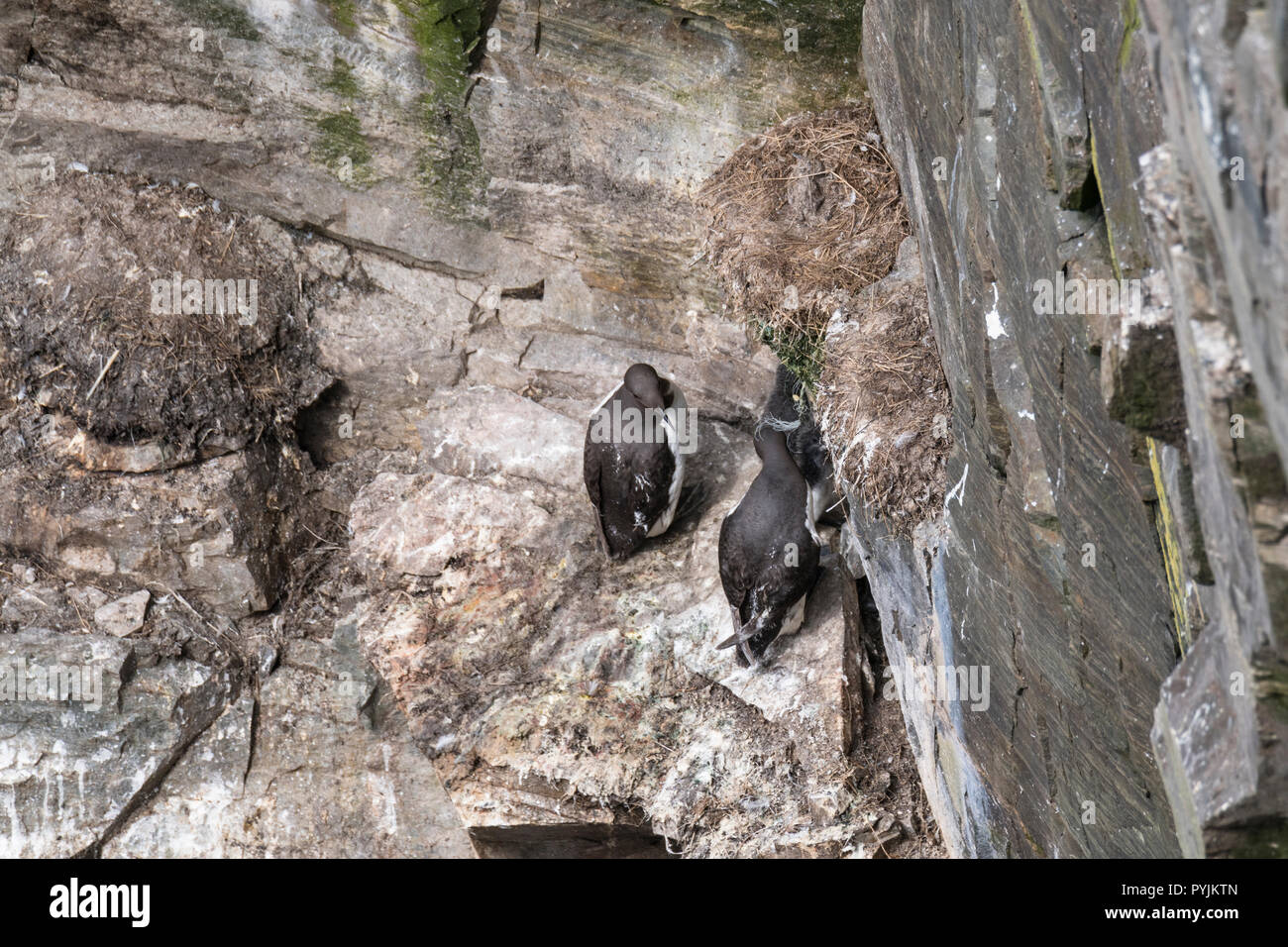 Murre Comune di Cape Santa Maria della riserva ecologica, nesting su rocce sulla faccia della scogliera. Foto Stock