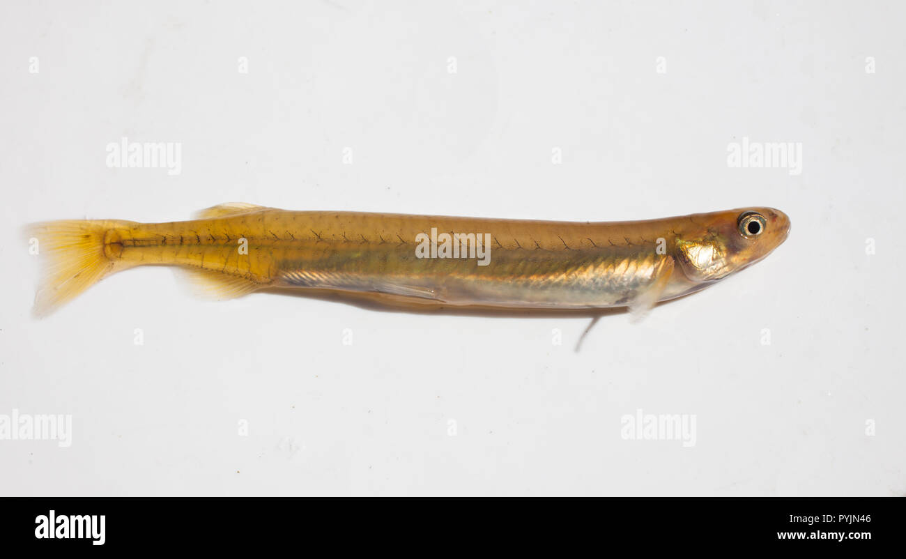 Nuova Zelanda Bianchetti : Kokupu nastrati (Galaxias fasciatus): il novellame di pesci, localmente chiamato bianchetti. Questa è una delle cinque specie di bianchetti. Foto Stock