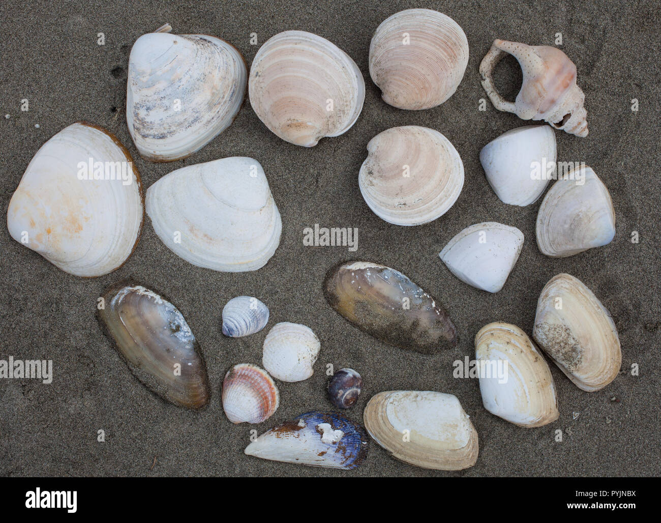 Una varieta' di vongole da surf su una spiaggia di sabbia, Isola del Sud, Nuova Zelanda Foto Stock