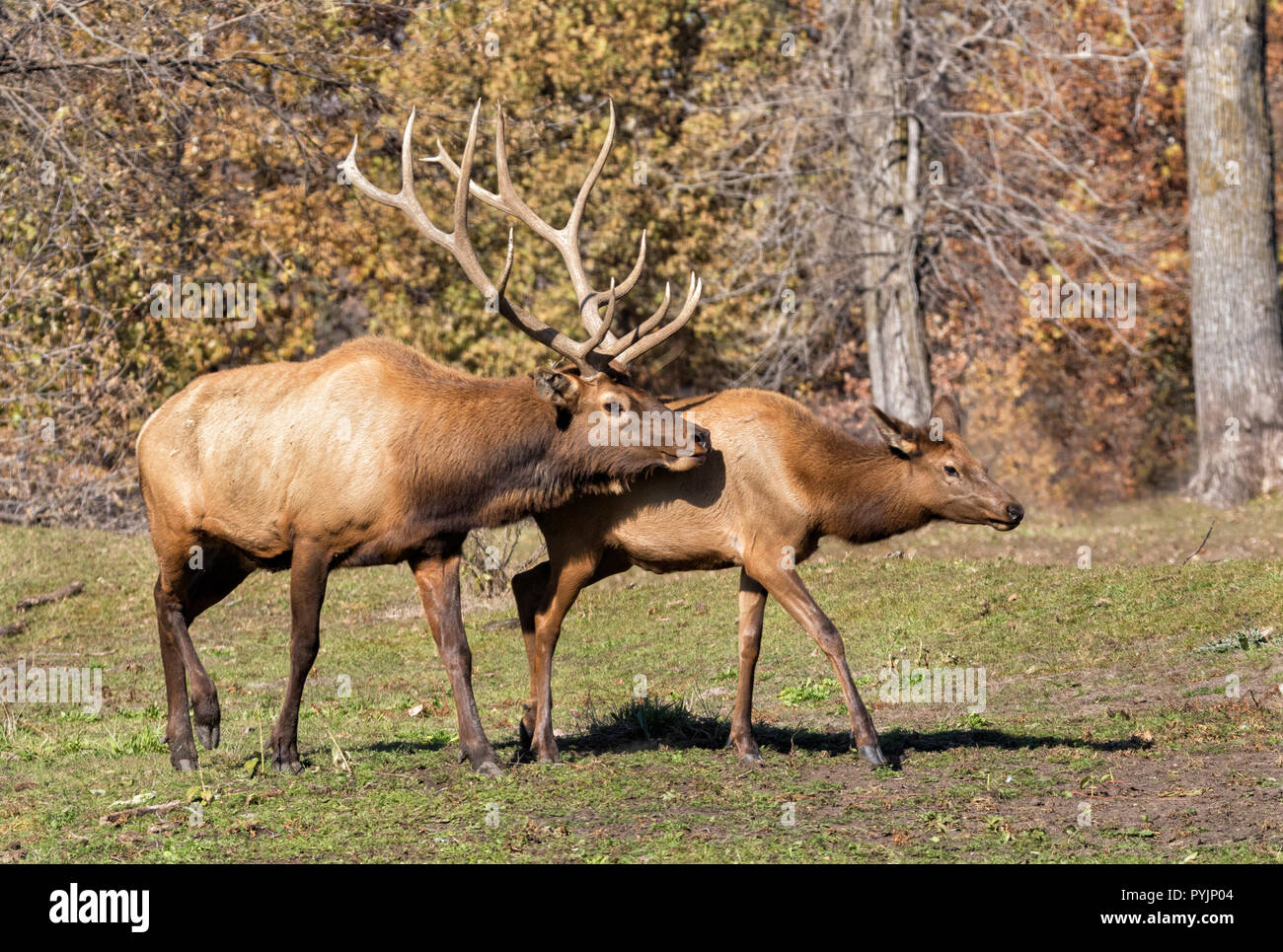 Elks di accoppiamento (Cervus canadensis) Foto Stock