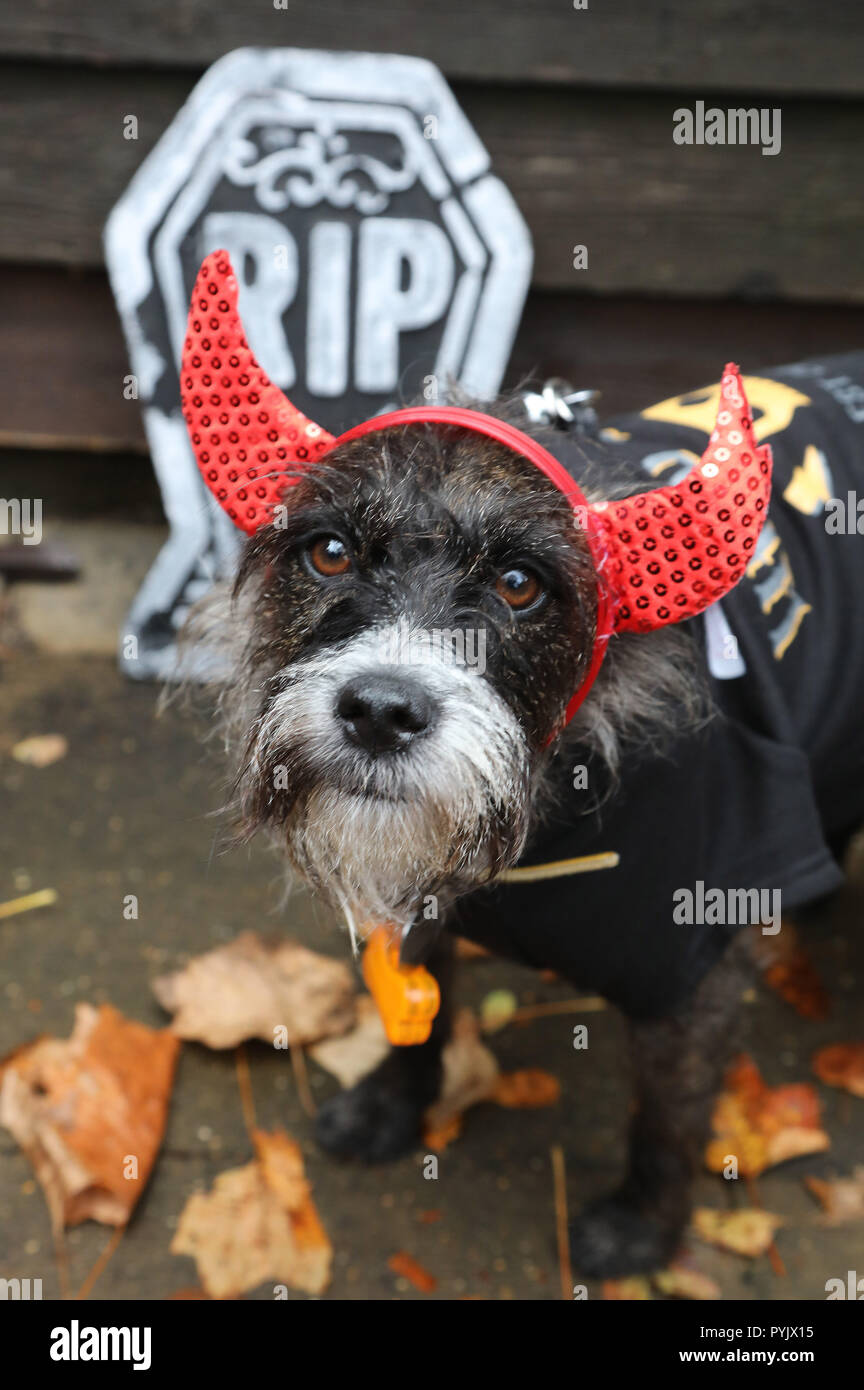 Londra, Regno Unito. Il 28 ottobre 2018. Aae il demone croce di tutti i cani tema Halloween Dog Walk, Hampstead Heath, Londra, Regno Unito. La passeggiata annuale avviene per raccogliere fondi per la carità che rehouses e trova case per cani. Credito: Paul Brown/Alamy Live News Foto Stock
