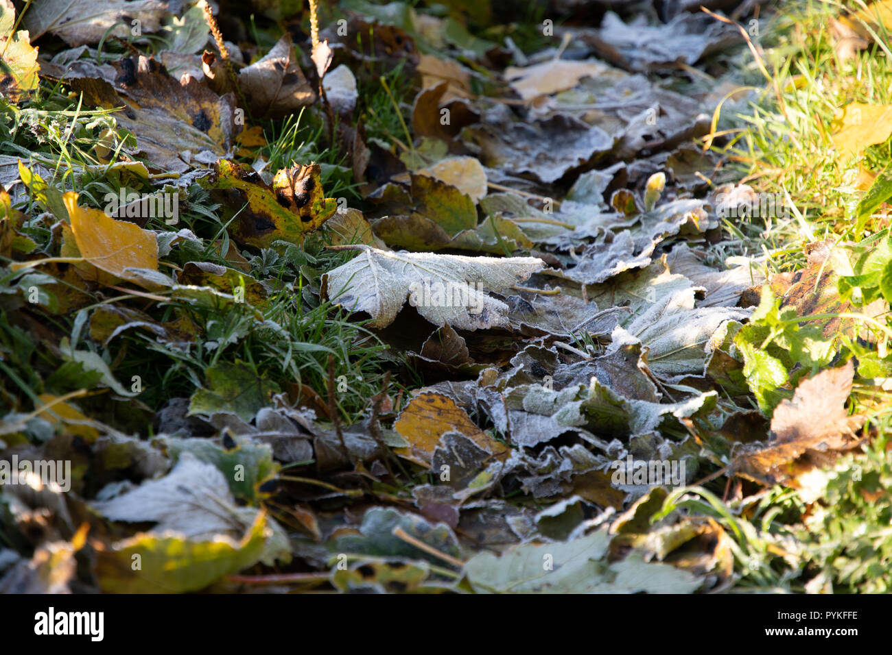 Shenington, Oxfordshire, Regno Unito. 29 ottobre, 2018. Regno Unito meteo. Un pupazzo di neve per iniziare la giornata come l'inverno arriva in anticipo nelle Midlands. Credito: Mark Hunter/Alamy Live News Foto Stock