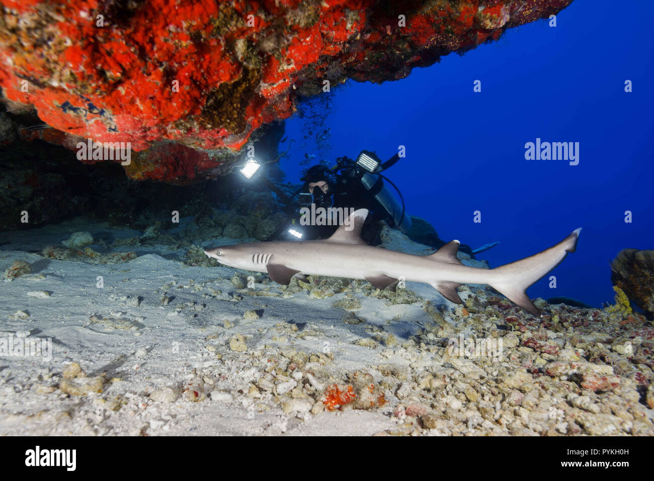 Oceano Indiano, Maldive. Xi Febbraio, 2018. Scuba Diver la ripresa di un Whitetip Reef Shark, Triaenodon obesus nasconde sotto la barriera corallina in grotta Credito: Andrey Nekrasov/ZUMA filo/Alamy Live News Foto Stock