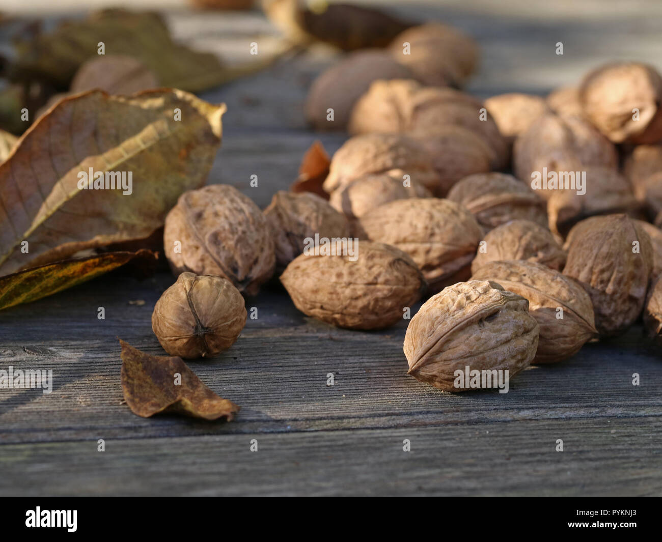 Close up di ripe noci con foglie giacciono sul terreno in legno in autunno Foto Stock