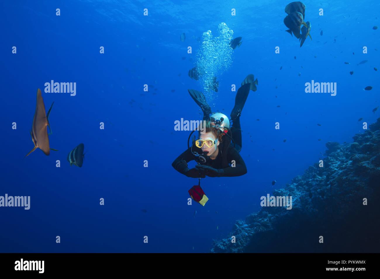 Femmina sub nuotare con scuola di Longfin, Batfish Platax teira nell'acqua blu Foto Stock