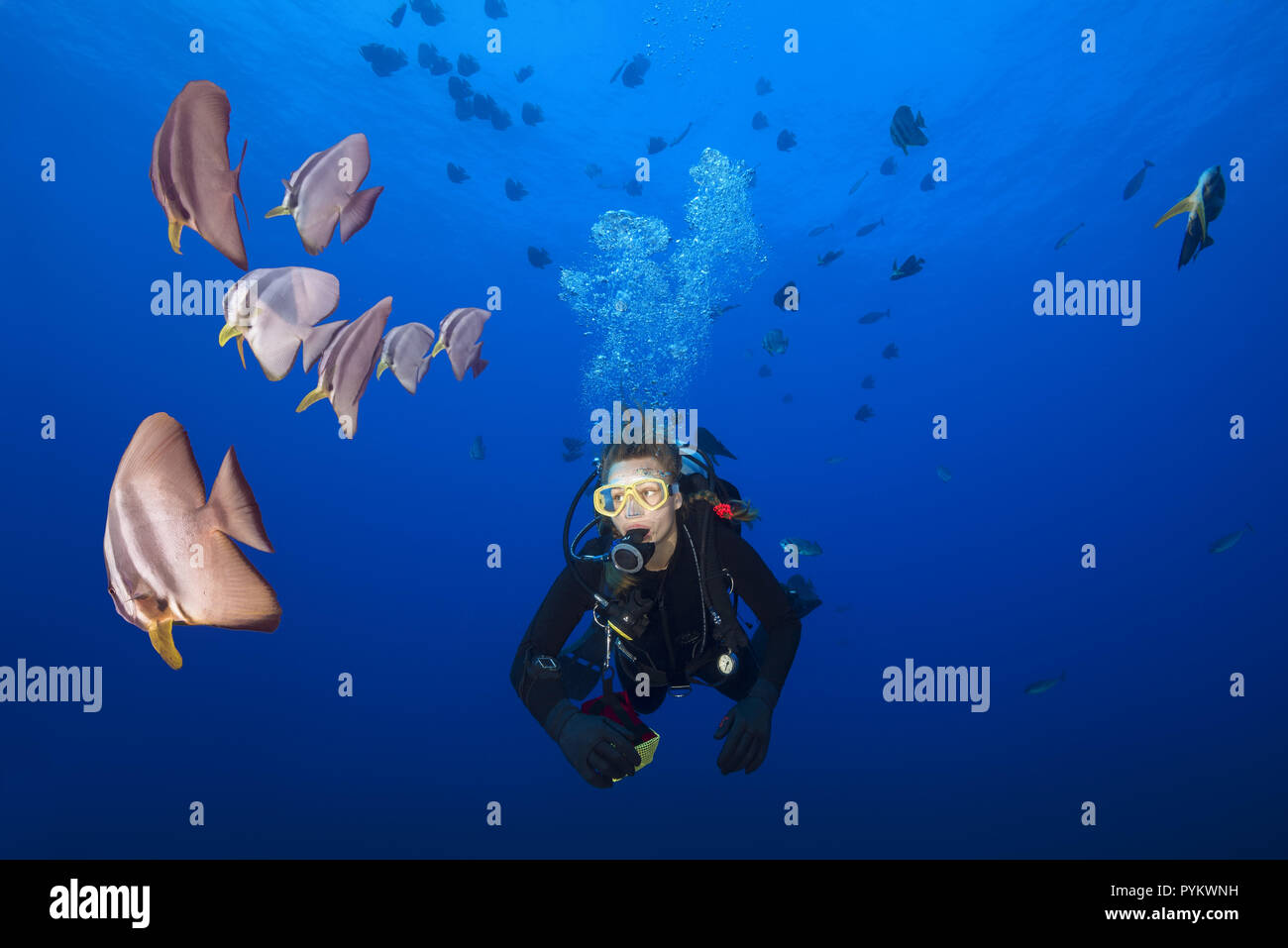 Femmina sub nuotare con scuola di Longfin, Batfish Platax teira nell'acqua blu Foto Stock