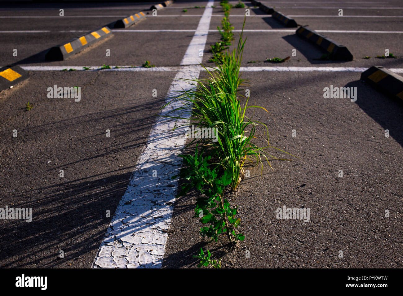 L'erba cresce attraverso l'asfalto nel parcheggio in estate Foto Stock