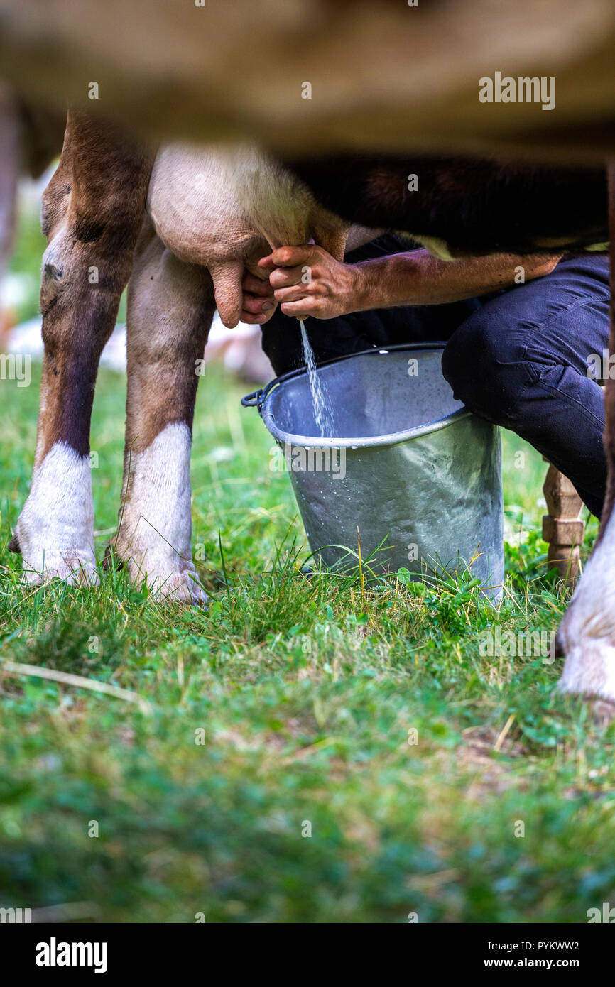 La mungitura di una mucca in pascolo di montagna. La Val di Mello(Mello Valley), Valmasino, Valtellina, Lombardia, Italia, Europa. Foto Stock