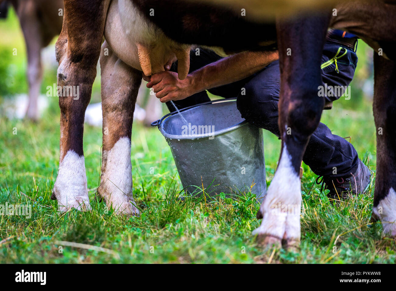 La mungitura di una mucca in pascolo di montagna. La Val di Mello(Mello Valley), Valmasino, Valtellina, Lombardia, Italia, Europa. Foto Stock