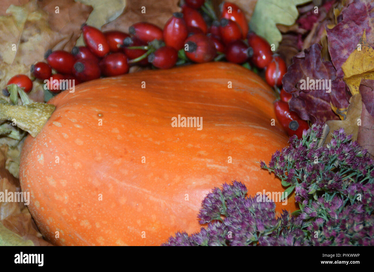 Autumn harvest in varie composizioni. Arancione zucca gialla, mela cotogna, rosa canina frutti, foglie di autunno e fiori. Foto Stock