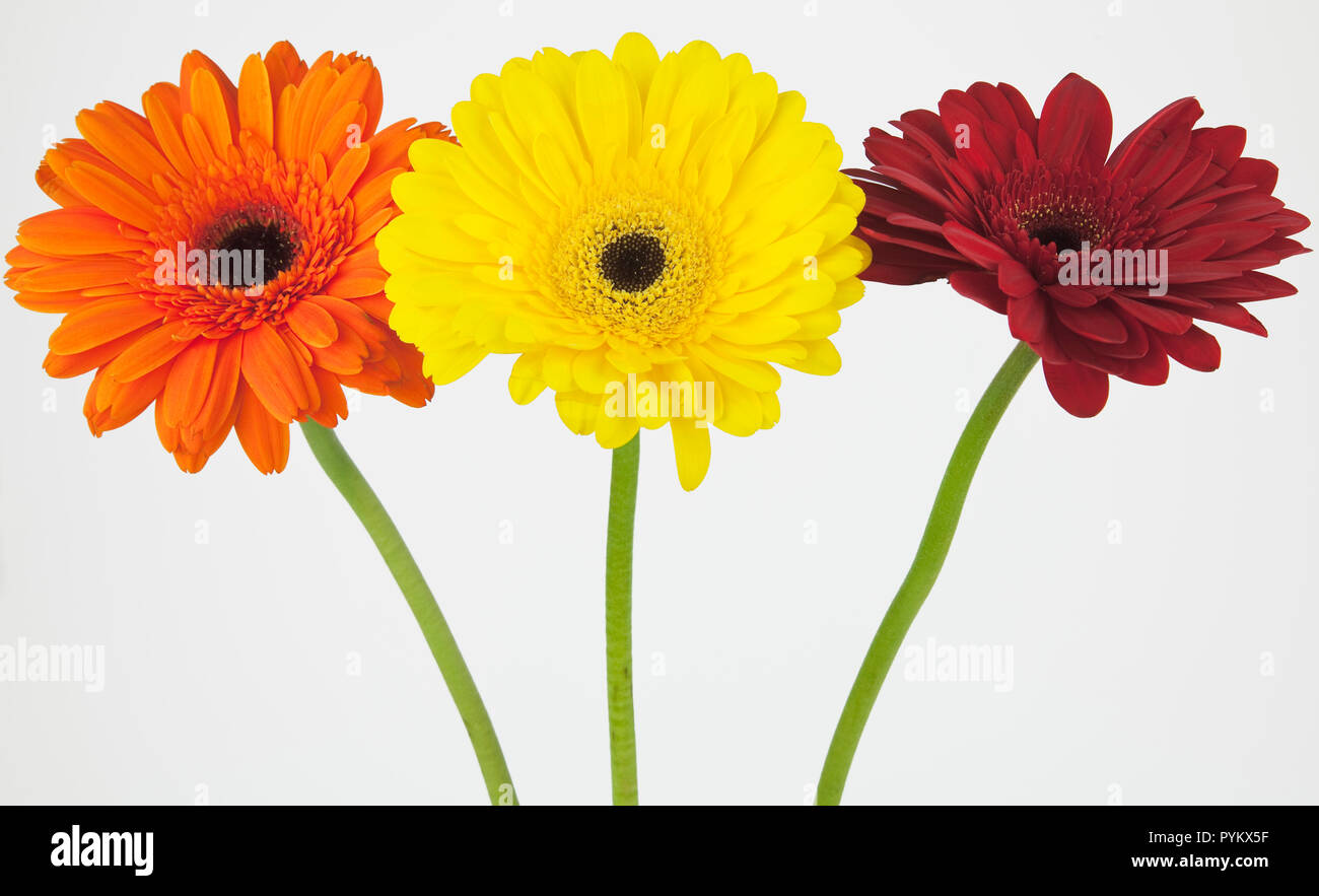 Studio shot di tre fiori di Gerbera. Foto Stock