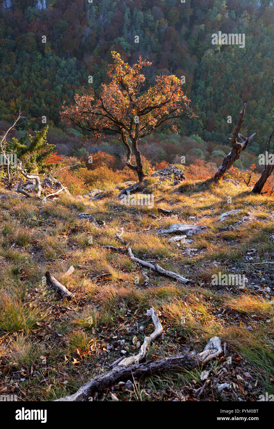 Sulinght albero su erba di montagna con sfondo nero Foto Stock