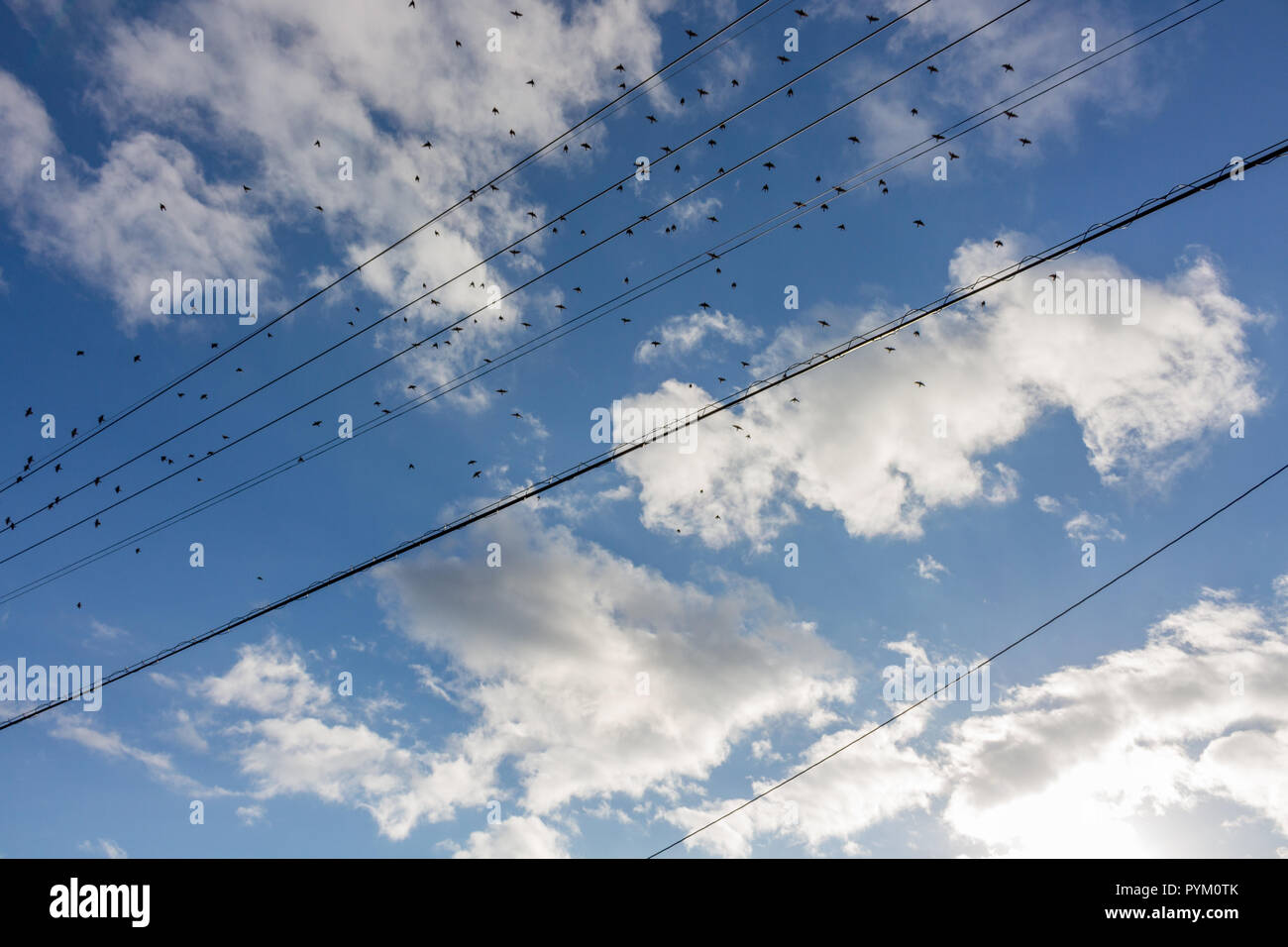 Uccelli in volo intorno i fili di alimentazione elettrica, Kanazawa,Giappone. Foto Stock