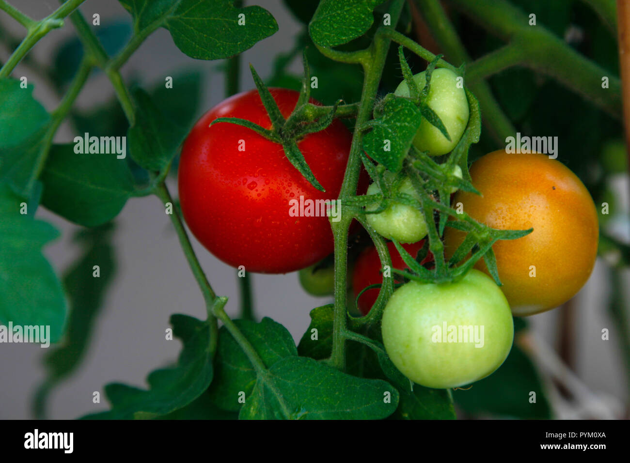 Studio shot di pomodori che cresce sull'impianto coperto in goccioline d'acqua. Foto Stock