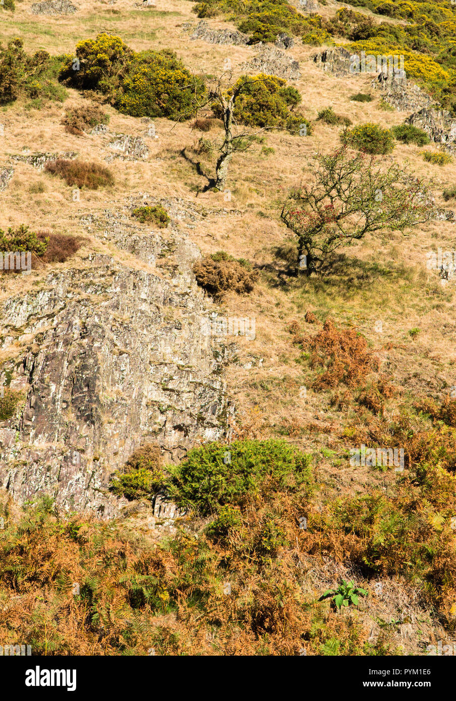 Gli alberi morti sul versante Long Mynd Shropshire REGNO UNITO. Ottobre 2018 Foto Stock