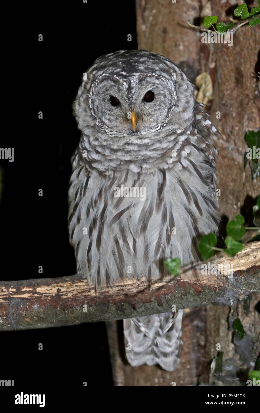 Bloccate Allocco (Strix varia) Foto Stock