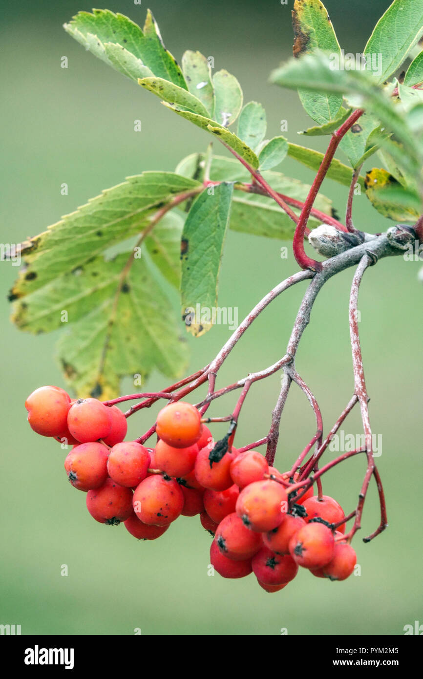 Sorbus meinichii, frutti rossi, autunno Foto Stock
