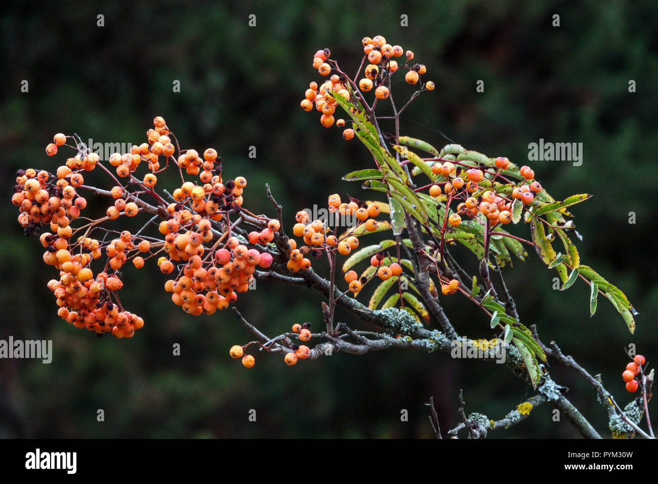 Rowan, Sorbus "giallo brillante " Foto Stock