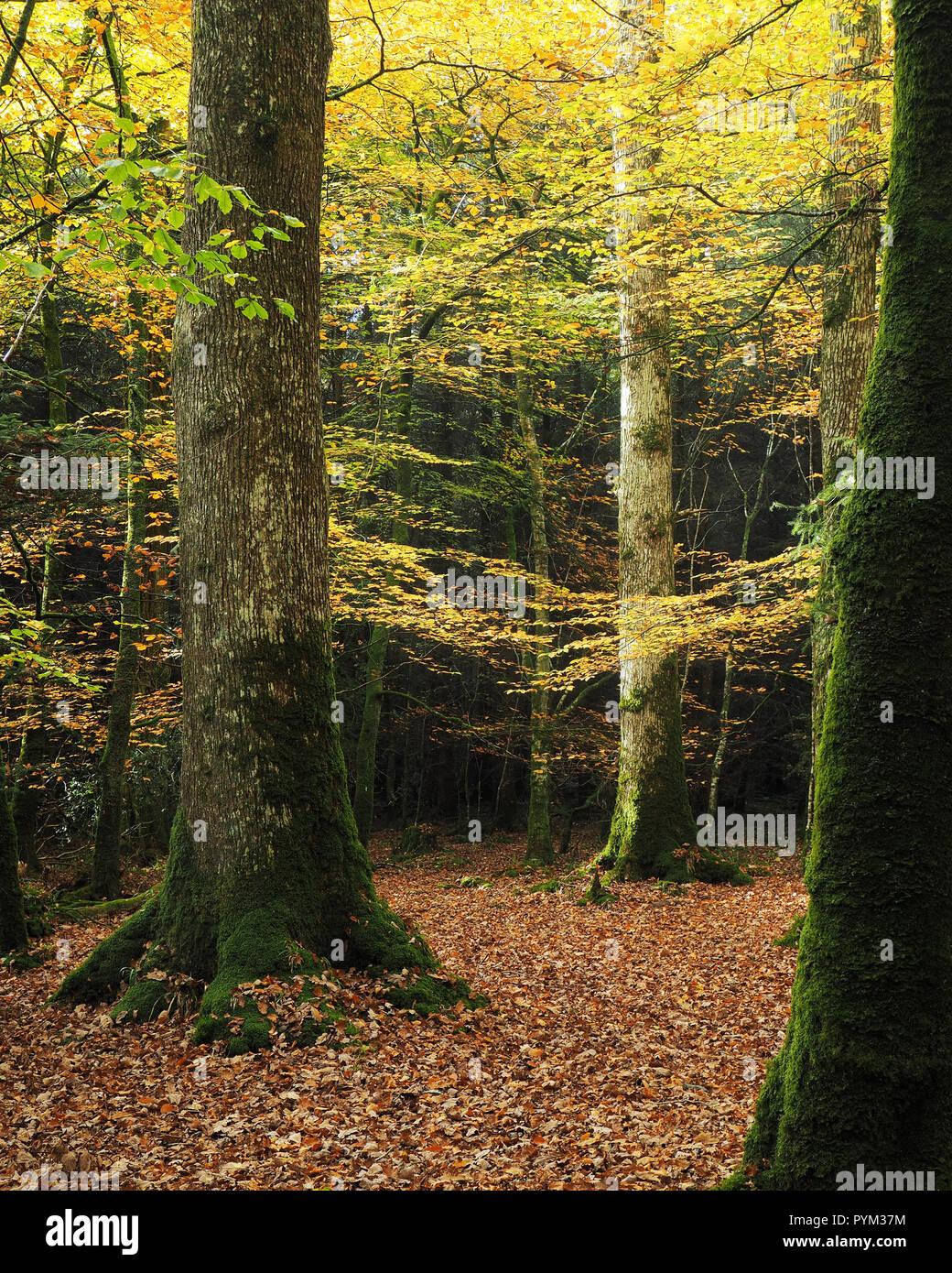 Scena di bosco con foglie di autunno. Il vescovo di legno, Dundrum, Co. Tipperary Foto Stock