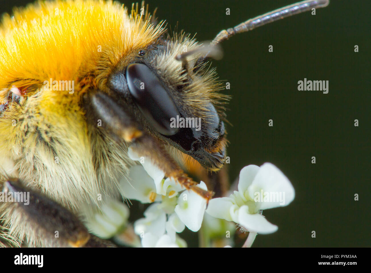 Insetto fotografia macro Foto Stock