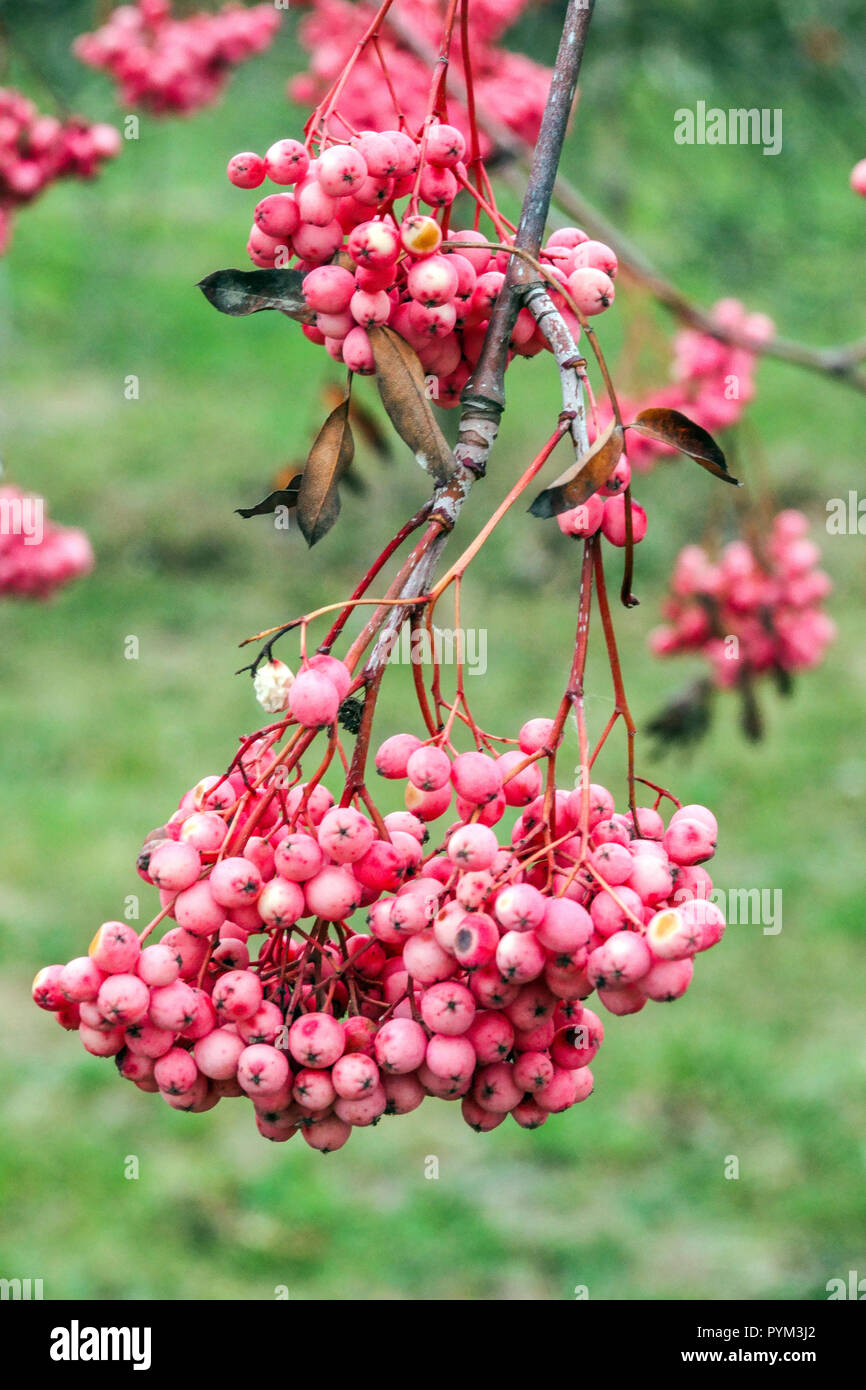 Rowan, Sorbus 'Rose Elegance', Sorbus albero frutta d'autunno sul ramo Foto Stock