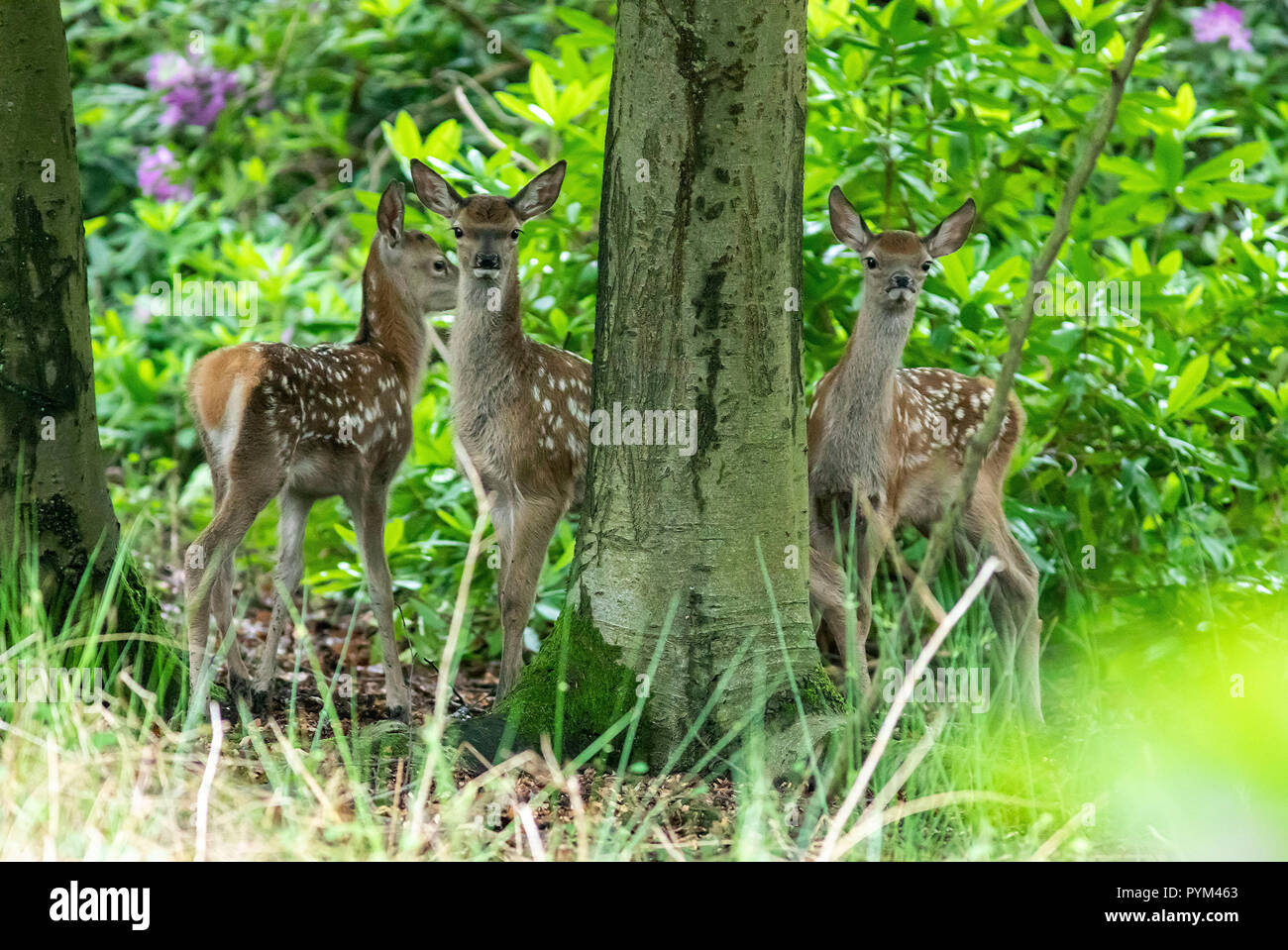 Baby cervi (1-3 giorni) Godetevi i loro primi passi nel parco di Richmond Park come operai in guardia contro i visitatori avvicinarsi troppo al cervo durante il parto Foto Stock