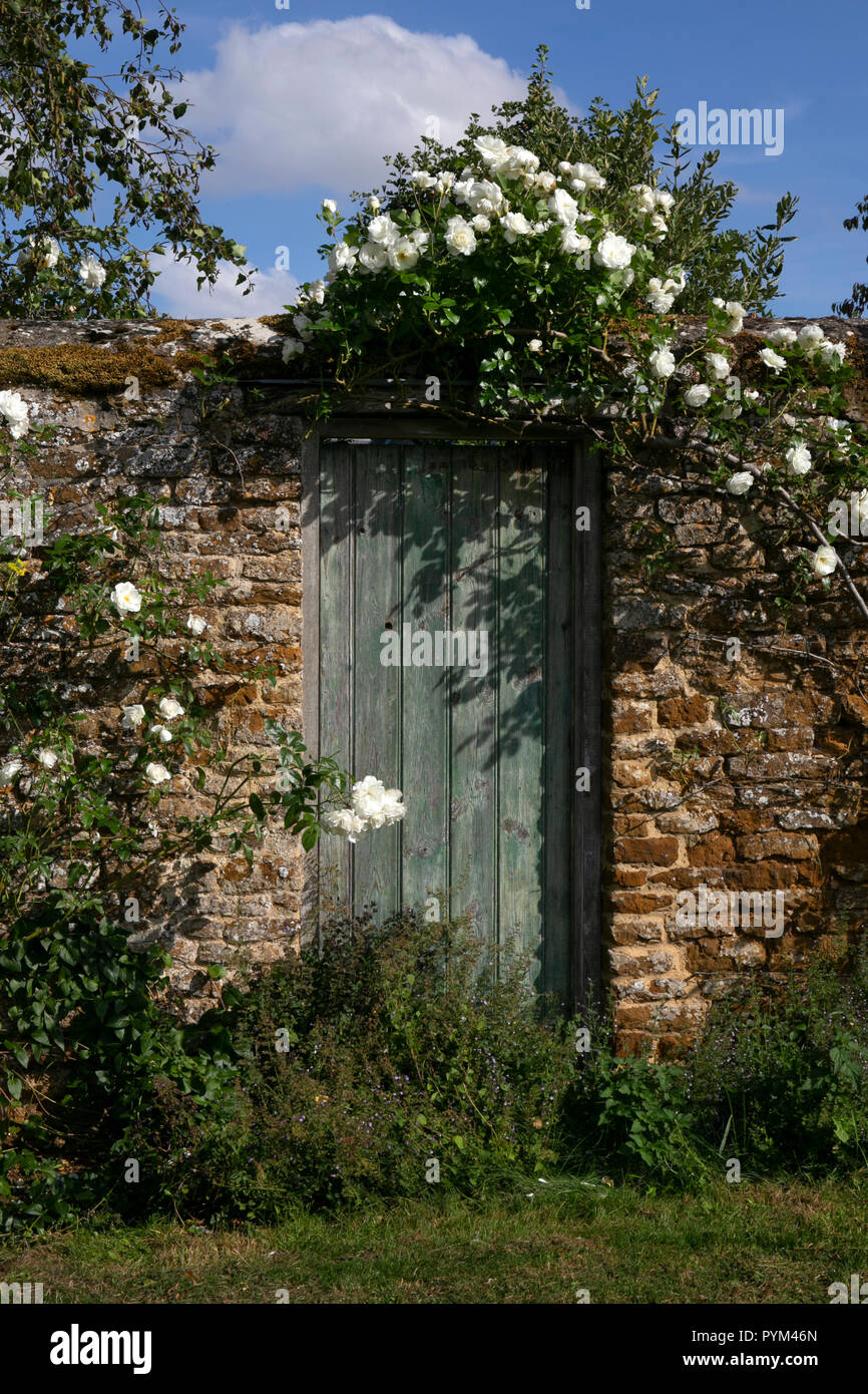 Bianco rosa rampicante attorno al portone in legno e muro di mattoni al Giardino Inglese,l'Inghilterra,l'Europa Foto Stock