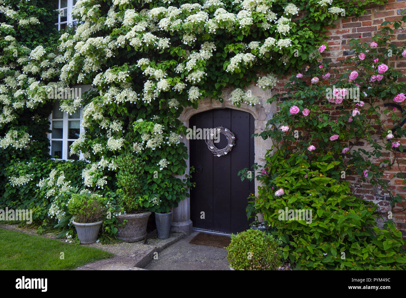 Davanti la porta di casa circondata da rosa rampicante ed ortensie in Giardino Inglese,l'Inghilterra,l'Europa Foto Stock