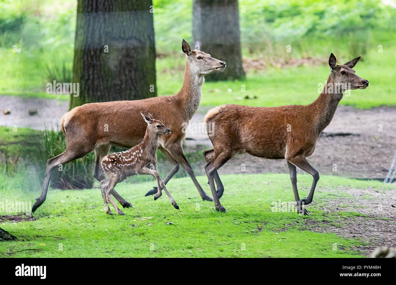Baby cervi (1-3 giorni) Godetevi i loro primi passi nel parco di Richmond Park come operai in guardia contro i visitatori avvicinarsi troppo al cervo durante il parto Foto Stock