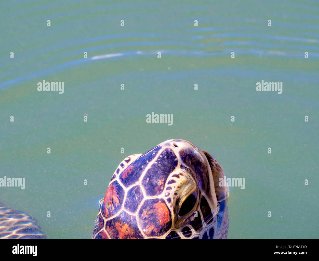 Off-center view di una tartaruga verde Chelonia Mydas affioramento per aria - Matanzas Fiume Florida Foto Stock