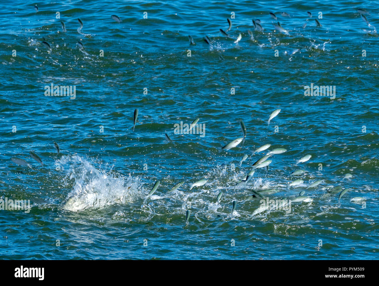 In banchi di pesce che saltava chiaro dell'acqua per sfuggire a grandi pesci predatori in Matanzas River a St Augustine, Florida USA Foto Stock
