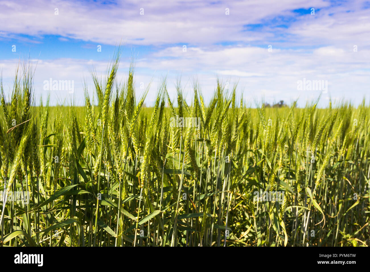 Grano verde campi nella Pampa Argentina Foto Stock