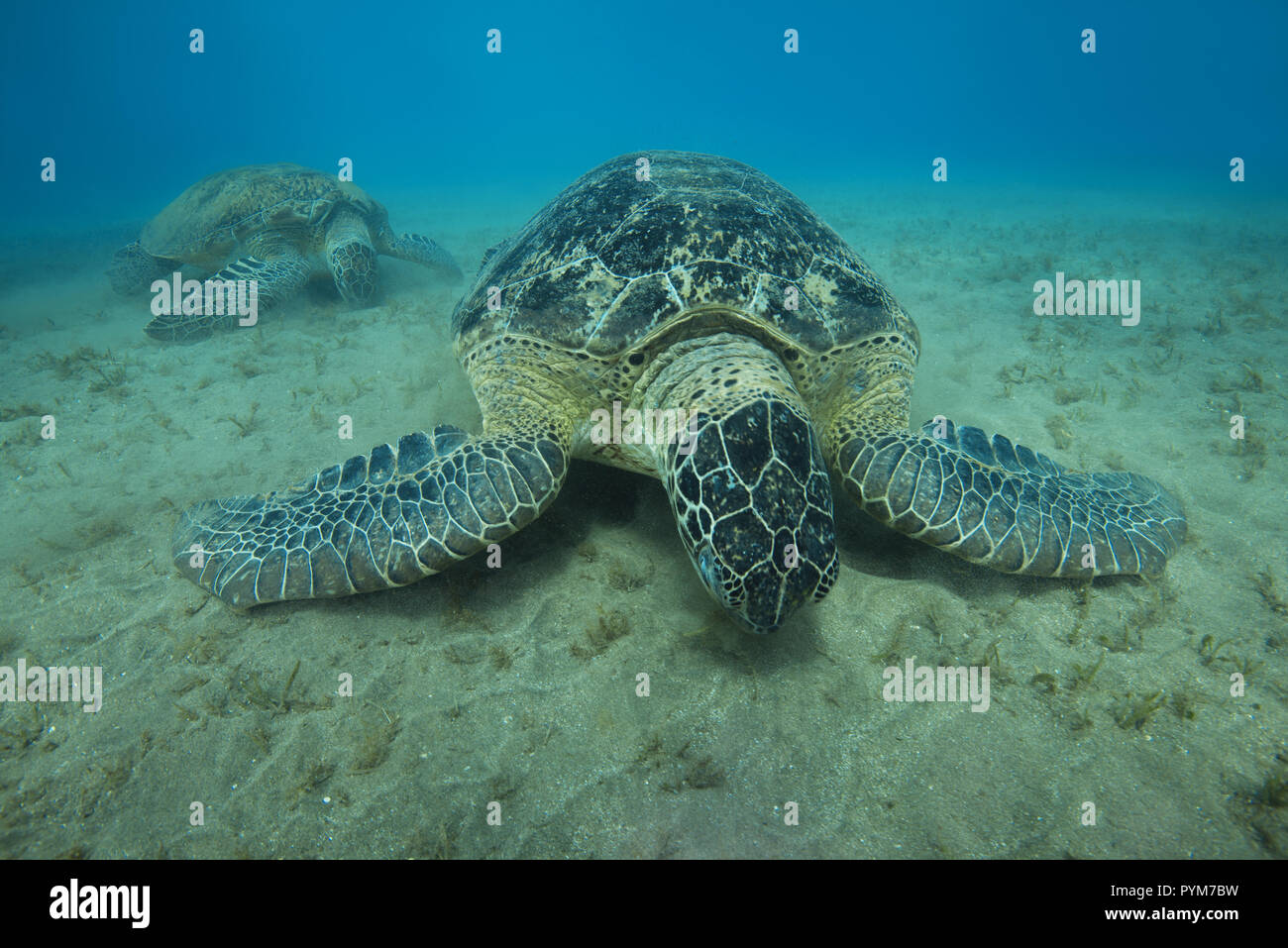 Due tartarughe marine verdi, Chelonia Mydas mangiare erba di mare sul fondale sabbioso Foto Stock